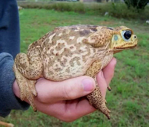 animal frog amphibian