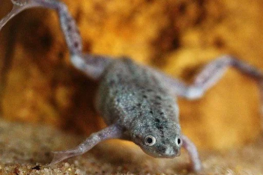 animal organism aquarium