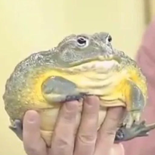 Стикер Pretty_froggys - 1