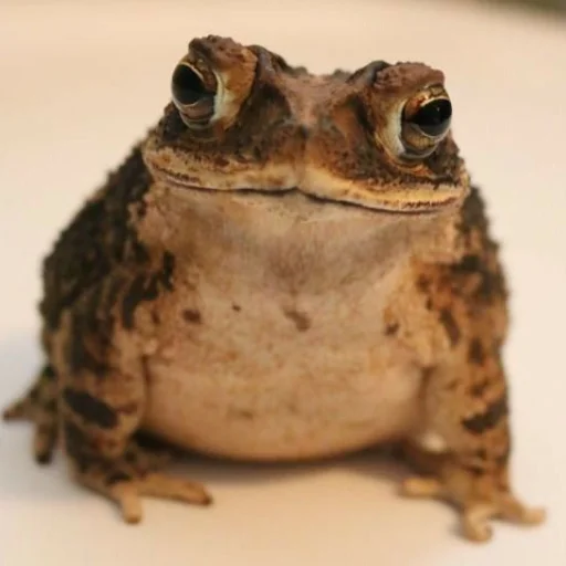 Sticker Pretty_froggys - 1