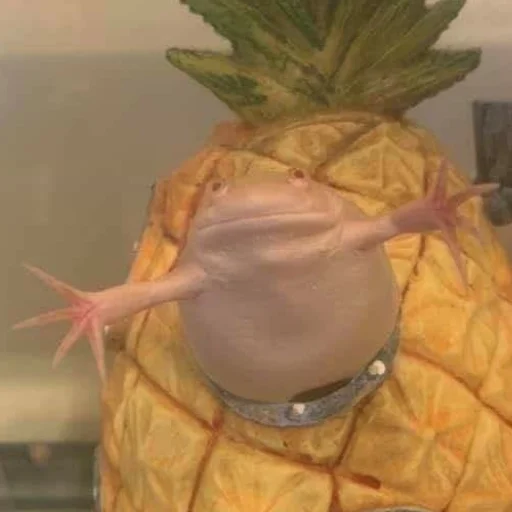 Sticker Pretty_froggys - 1