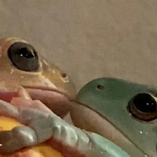 Sticker Pretty_froggys - 1