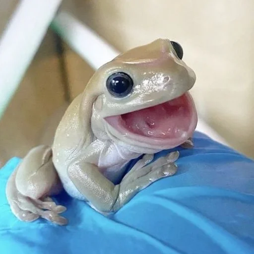 Sticker Pretty_froggys - 1