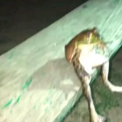 Sticker Pretty_froggys - 1