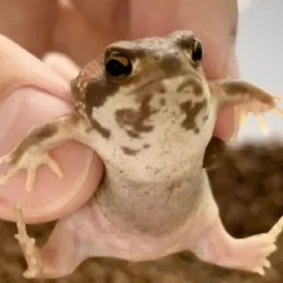 Sticker Жабки :ь - 4