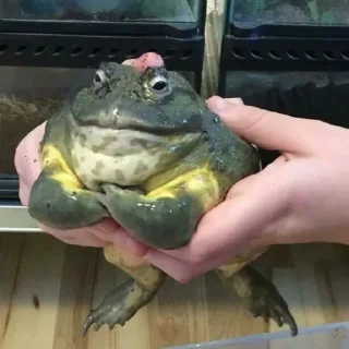 Sticker Жабки :ь - 3