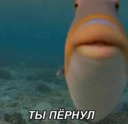 Sticker MEMES/МЕМЧИКИ - 5