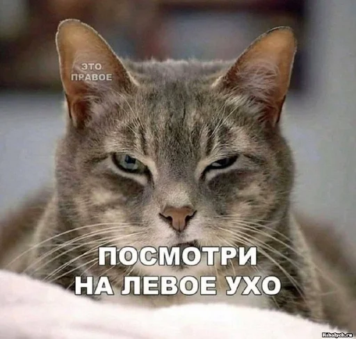 млекопитающее животное кошка