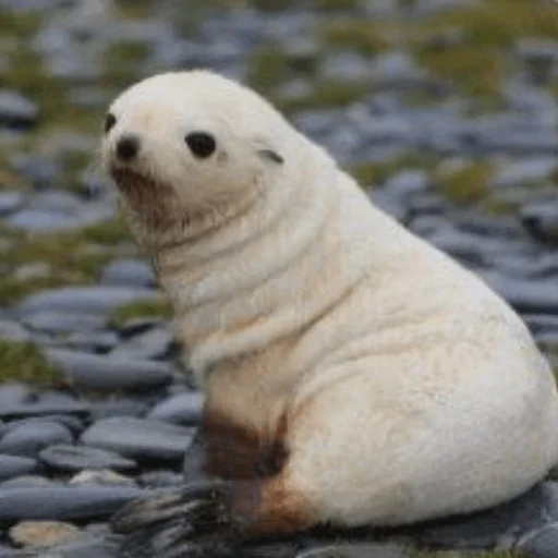 ПРИКОЛДУШКИ - 