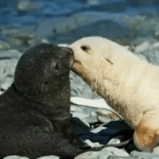 Sticker ПРИКОЛДУШКИ - 10