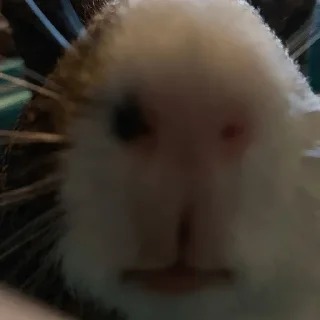 Sticker ПРИКОЛДУШКИ - 4