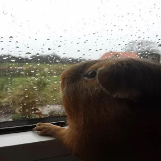 Sticker ПРИКОЛДУШКИ - 9