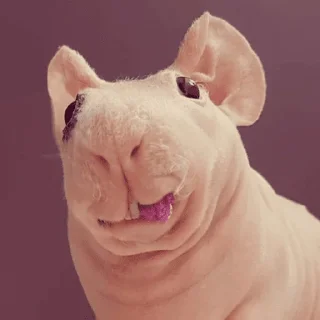 Sticker ПРИКОЛДУШКИ - 5