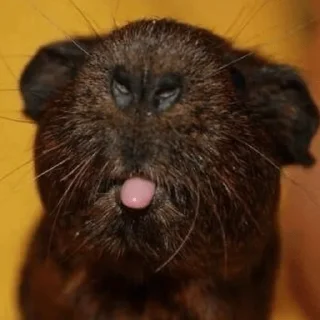 Sticker ПРИКОЛДУШКИ - 6