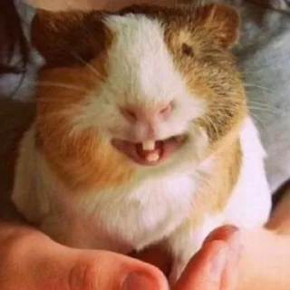 Sticker ПРИКОЛДУШКИ - 2