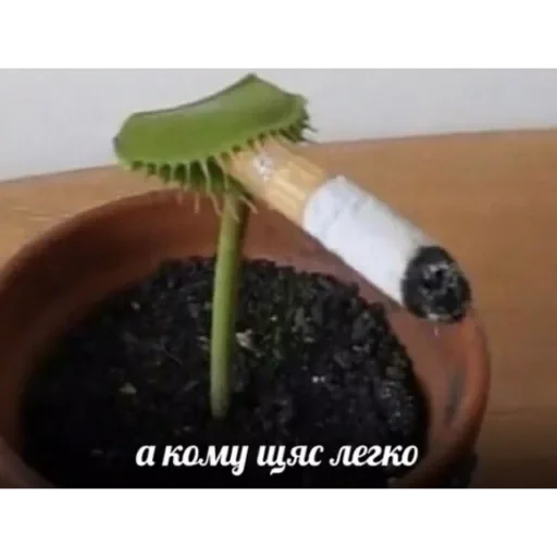 Sticker Prikoly8236 - 1