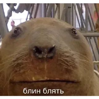 Sticker Приколы - 8