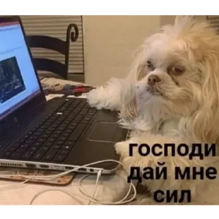 Sticker Приколы - 11