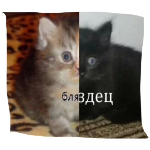 Sticker PrikolyLyutye - 1