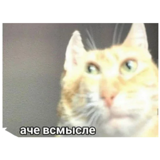 Стикер PrikolyLyutye - 1