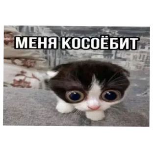 Стикер Приколы лютые - 9