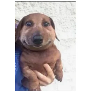 Стикер Приколы лютые - 4