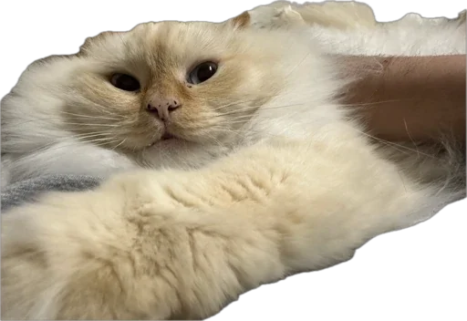 Крутыебобры - 