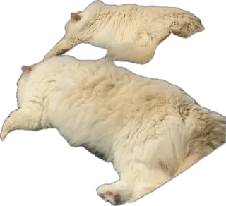 Sticker Крутыебобры - 6