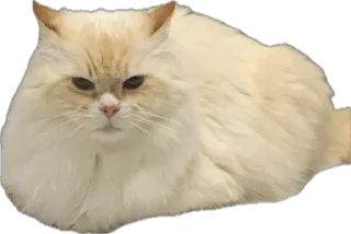 Sticker Крутыебобры - 3