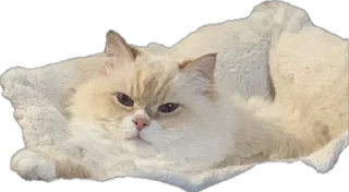 Sticker Крутыебобры - 4