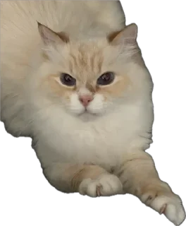 Sticker Крутыебобры - 8