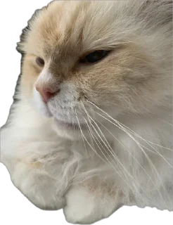 Sticker Крутыебобры - 11