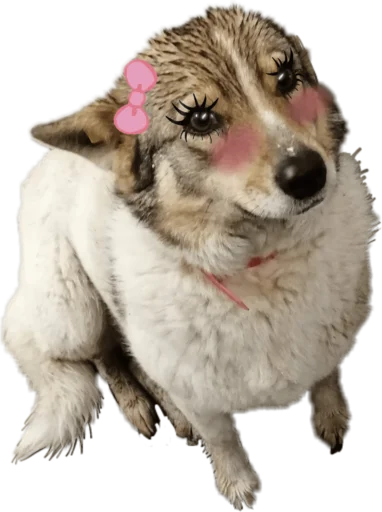 Priora - животное