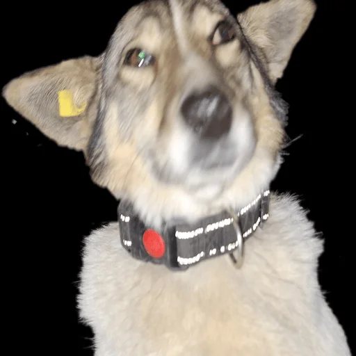 домашнее животное порода собак животное