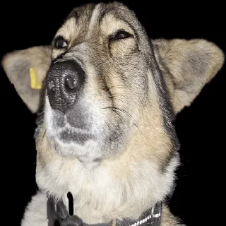 mammal animal dog breed