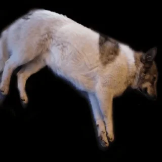animal mammal wolf