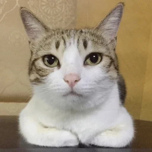 млекопитающее животное кошка