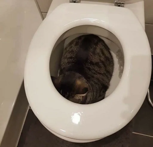 кошка комнатный туалет