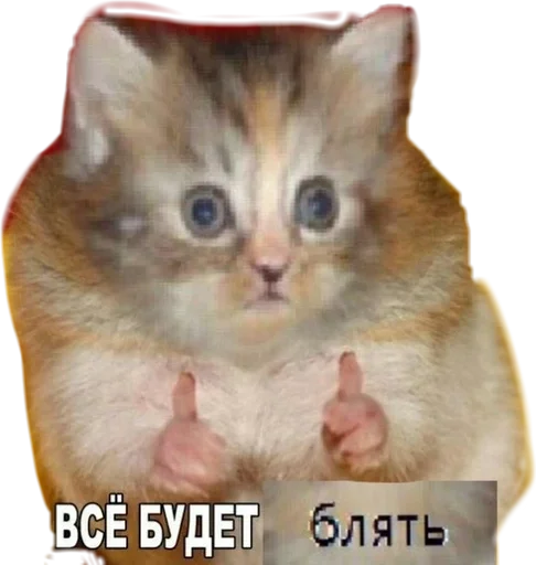 Привет @Klubnika77777 :: @fStikBot - кошка