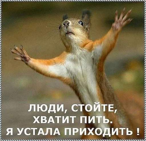 СМС млекопитающее животное