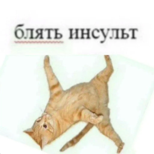 кошка домашняя кошка СМС