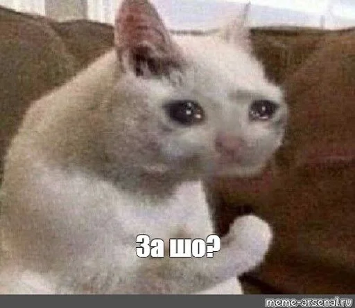 млекопитающее животное кошка