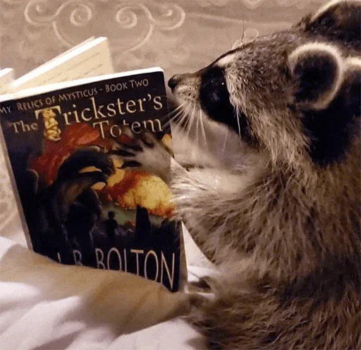 енот животное млекопитающее