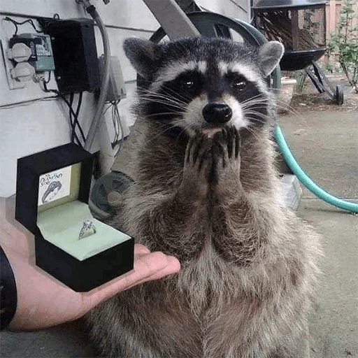 енот животное млекопитающее