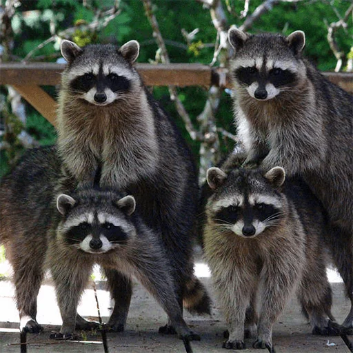 животное енот млекопитающее