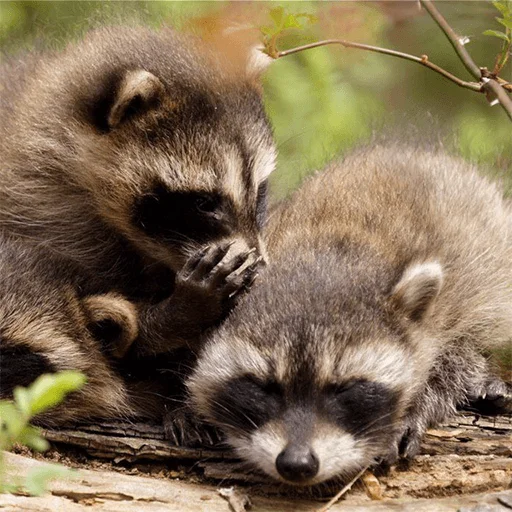 животное млекопитающее енот