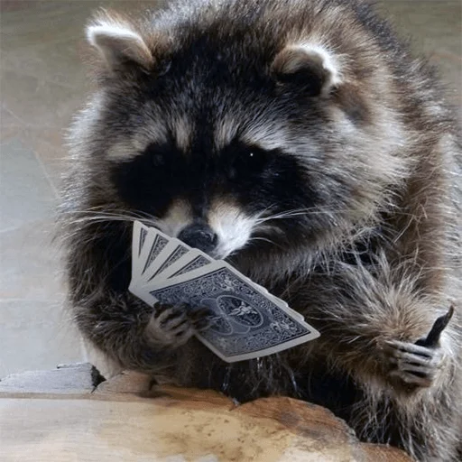 енот животное млекопитающее