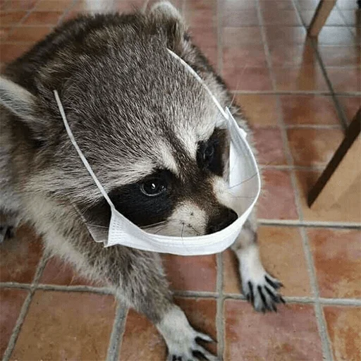 енот млекопитающее животное