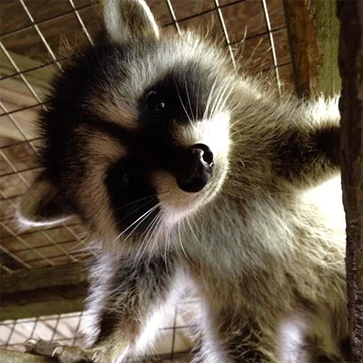 животное млекопитающее енот