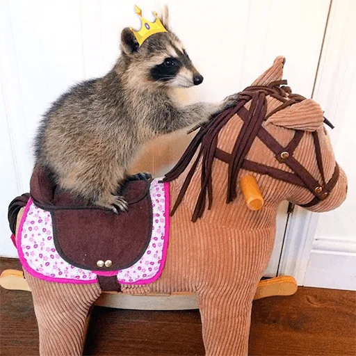 комнатный млекопитающее енот